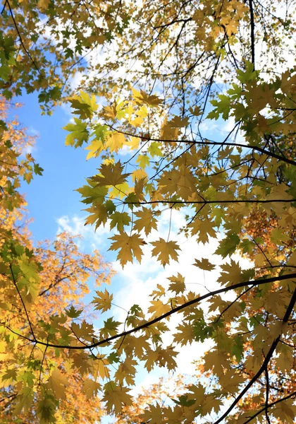 stock image Fall background