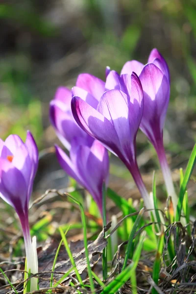 丰富的春天的花朵 — 图库照片