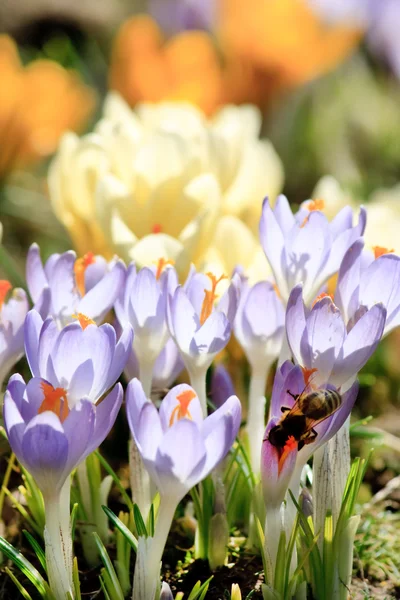 Gazdag tavaszi virágok — Stock Fotó
