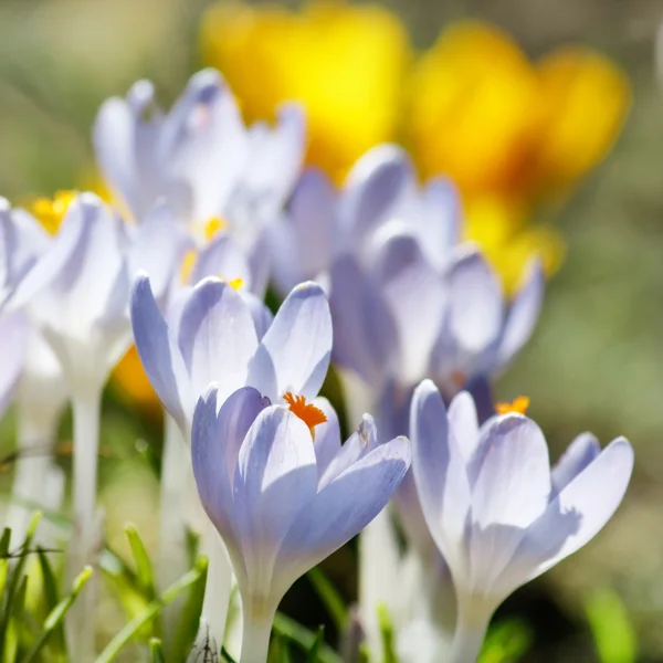 Багаті Весняні квіти — стокове фото