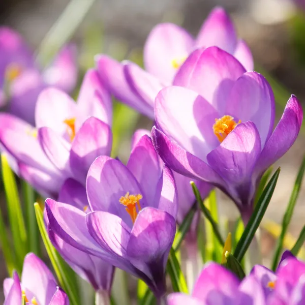 Ricchi fiori di primavera — Foto Stock