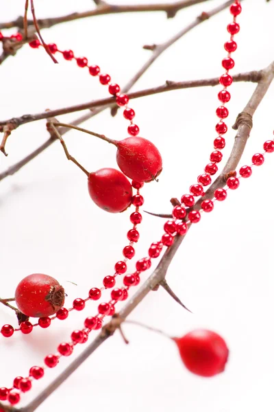 Stock image Winter berries