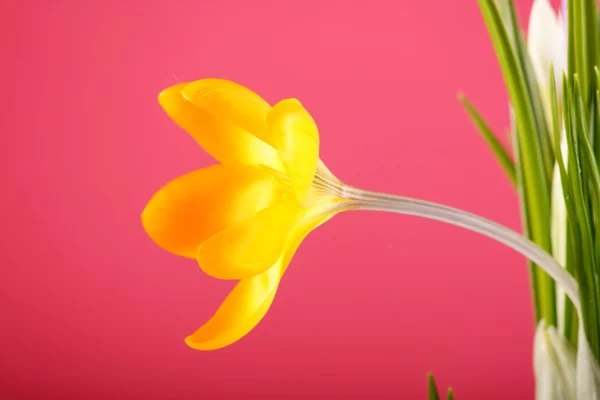 Gazdag tavaszi virágok — Stock Fotó