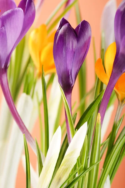 豊かな春の花 — ストック写真