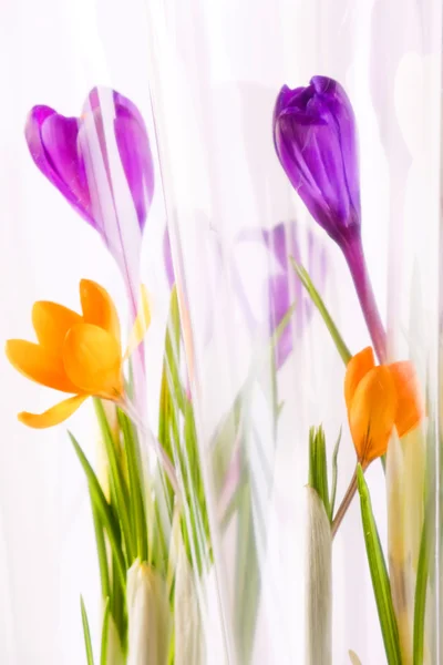Rich spring flowers — Stock Photo, Image