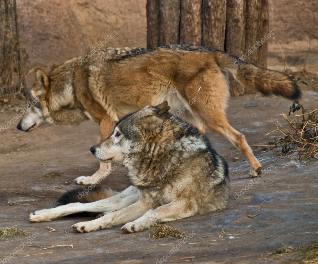 Two wolves — Stock Photo © -S._E- #1046090