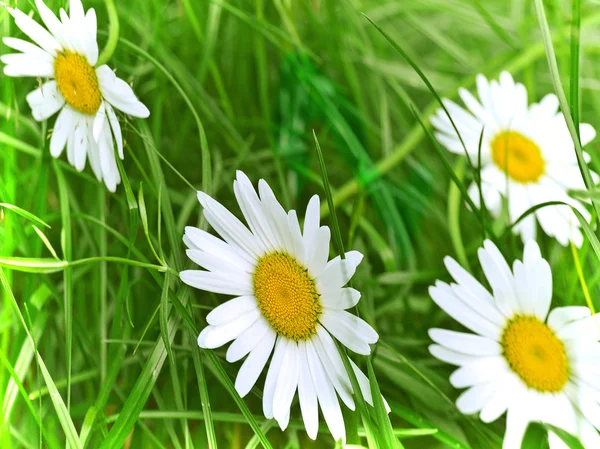 Two daisies on green grass ⬇ Stock Photo, Image by © silverjohn #2042405