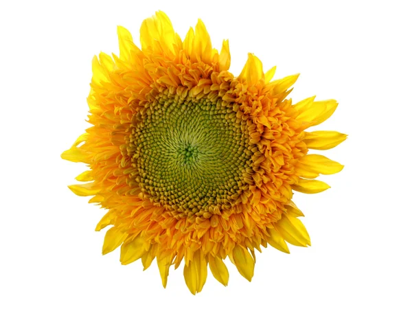 Sunflower on white — Stock Photo, Image