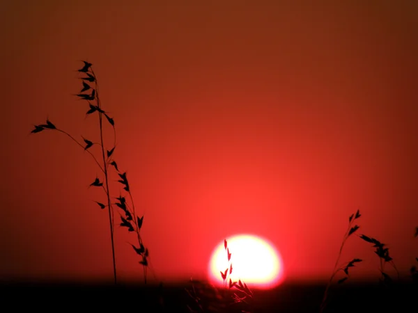 Wilde gras zonsondergang — Stockfoto
