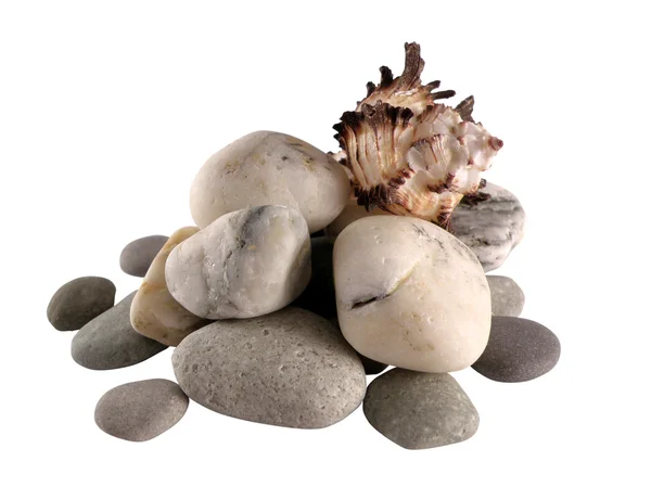 Seashell on a pebble isolated — стокове фото