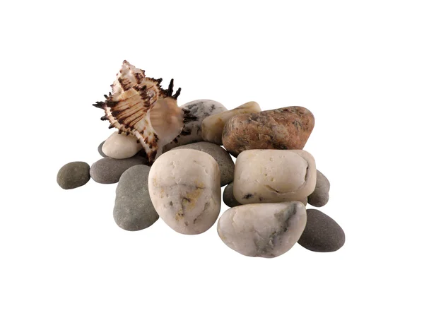 Seashell on a pebble isolated — стокове фото