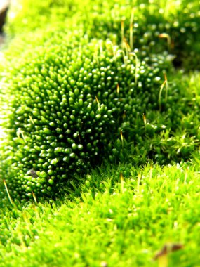 Halı moss, aşırı closeup