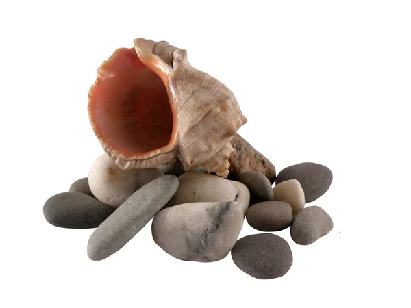 Seashell on a pebble isolated — Stock Photo, Image