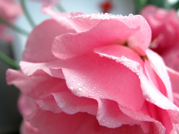 Dagg omfattas rose — Stockfoto