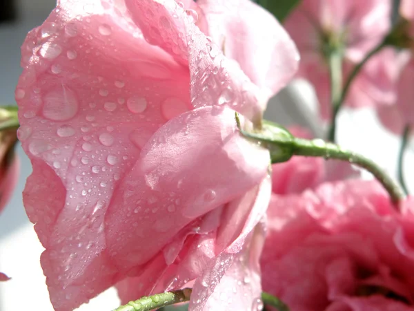 Rocío cubierto de rosa — Foto de Stock