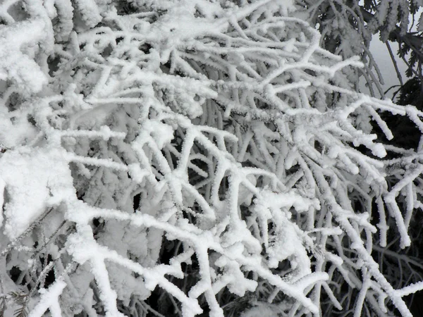 Invierno fresco — Foto de Stock