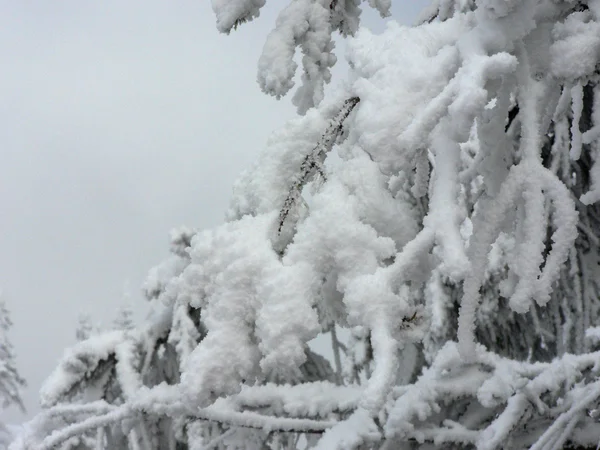 Winter fresh — Stock Photo, Image