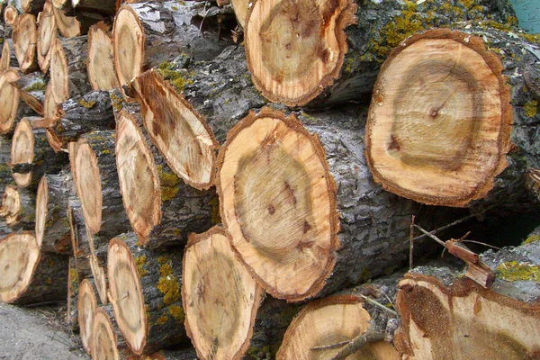 stock image Stacked Logs