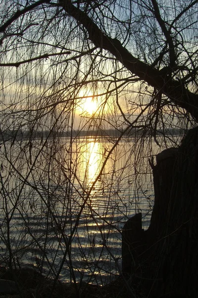 Branche de saule au coucher du soleil — Photo