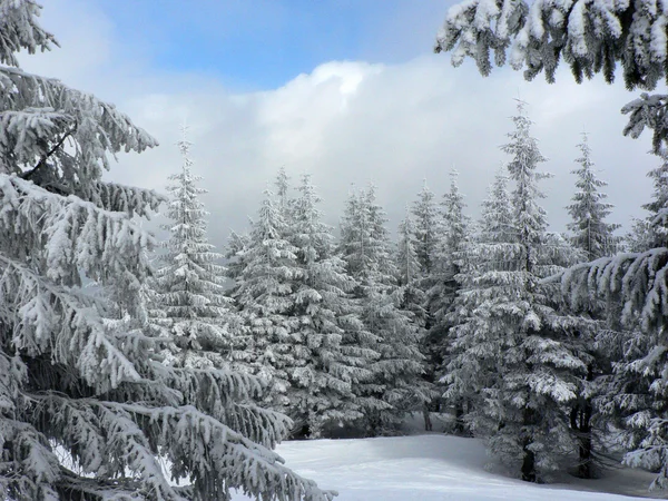 Floresta de Inverno Fotografias De Stock Royalty-Free