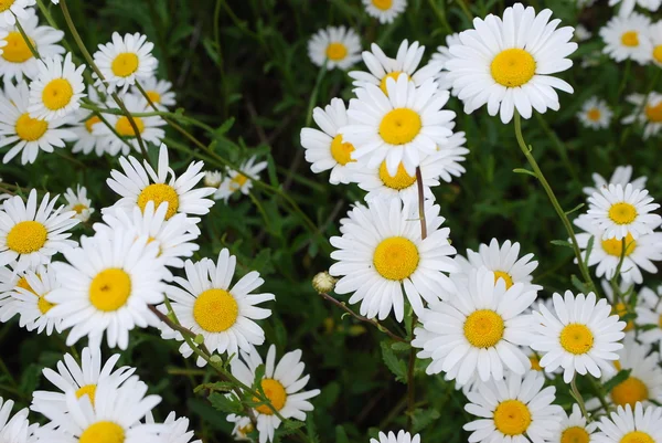 stock image Camomile meadow