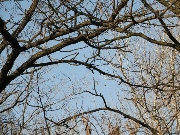 stock image Tree silhouettes