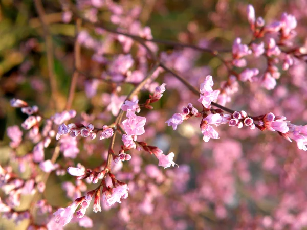 stock image Violet flowers