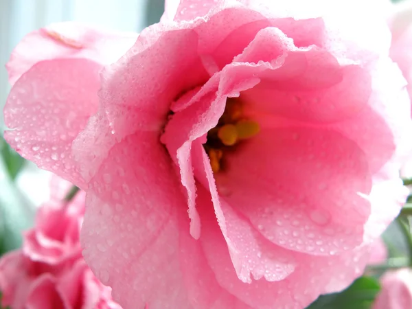 Коверная роза — стоковое фото