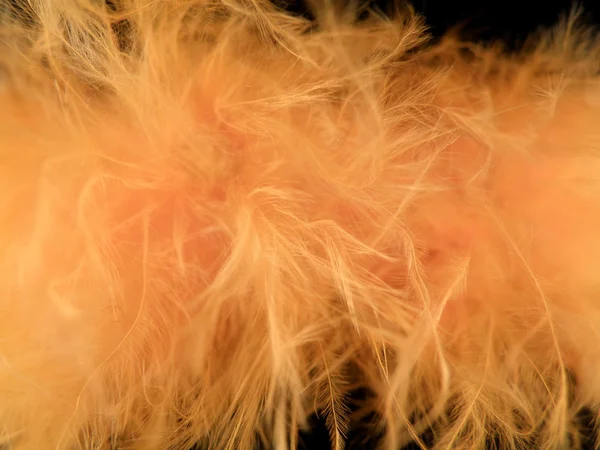 Orange feather background — Stock Photo, Image