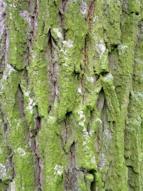 Green bark background clipart