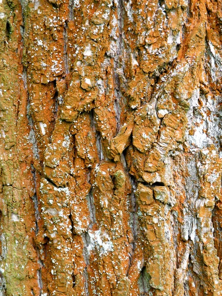 Orange bark background — Stock Fotó