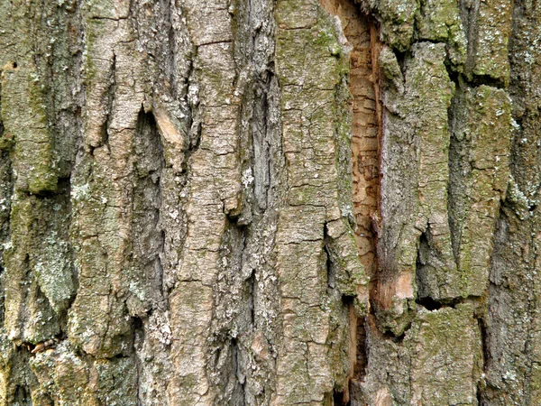 背景樹皮 — ストック写真