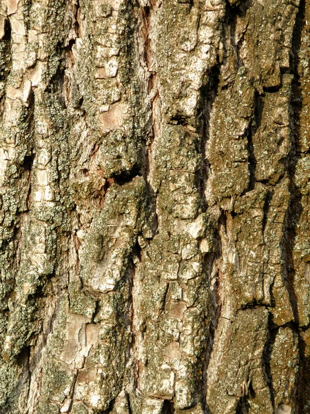 背景樹皮 — ストック写真