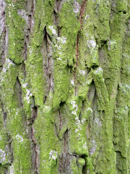 緑の樹皮の背景 — ストック写真