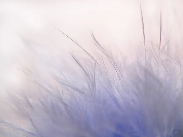 Fond de plume bleu — Photo