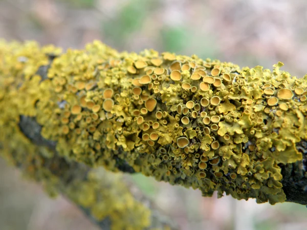 Moss na větvi stromu — Stock fotografie