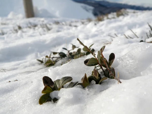 stock image Life among ice