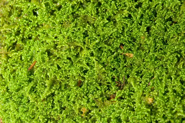 Moss — Stock Photo, Image