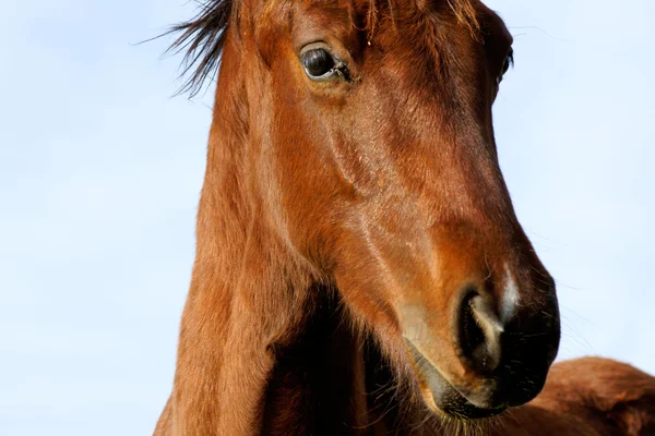 stock image Graceful horse