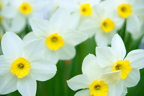 Narcise — Fotografie, imagine de stoc