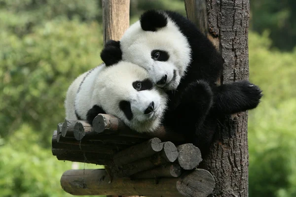 Panda. Imagen de archivo
