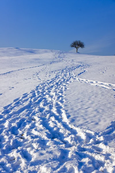 Fußabdrücke im Schnee führen zu Baum — Stockfoto