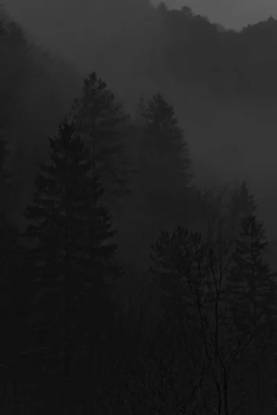 Mysterium skogen — Stockfoto