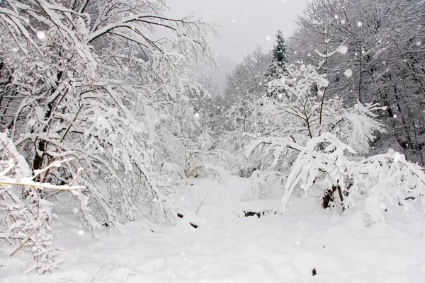 Snowing — Stock Photo, Image