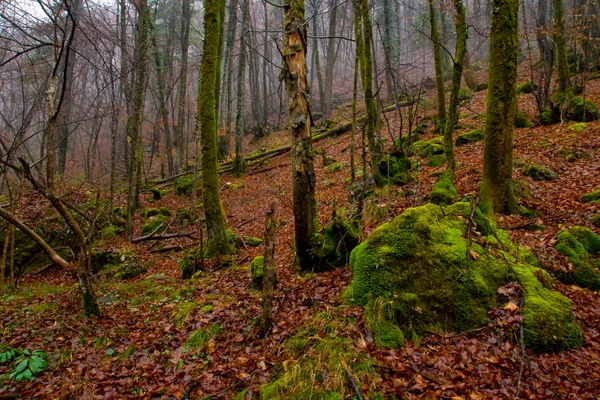 秋天的薄雾森林 — 图库照片