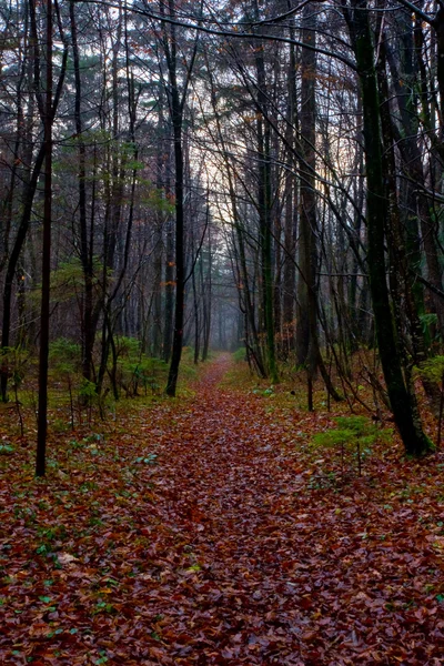 Jesienna ścieżka lasu — Zdjęcie stockowe