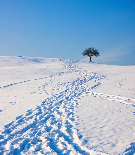 Ślady w śniegu prowadzące do drzewa — Zdjęcie stockowe