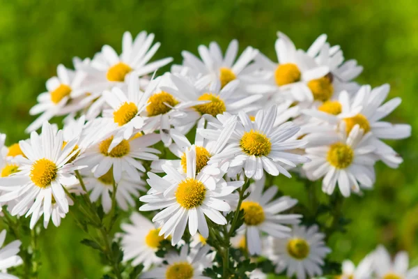 Daisies Stock Photos, Royalty Free Daisies Images | Depositphotos