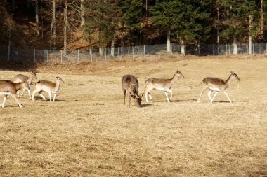 otların arasında yürüyüş buzağı ile geyik
