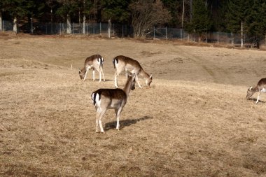 otların arasında yürüyüş buzağı ile geyik